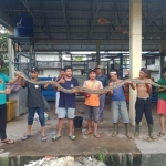Heboh, Ular Piton Sepanjang 4 Meter di Kolong Rumah Warga