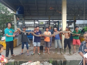 Heboh, Ular Piton Sepanjang 4 Meter di Kolong Rumah Warga