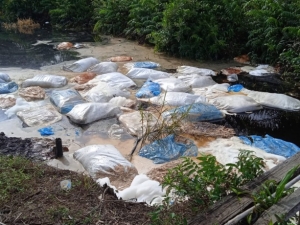 Astaga, Puluhan Karung Bangkai Babi Dibuang di Parit