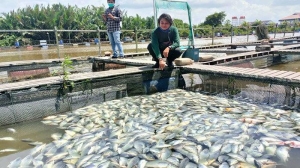 Dampak Rob, Puluhan Ton Ikan di Mempawah Mati