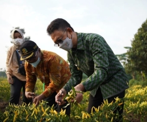 Wako Edi Ajak Rakyatnya Tanam Cabai di Pekarangan