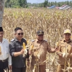 Panen Jagung di Wajok Hilir, Wabup Pagi Minta Petani Melek Teknologi