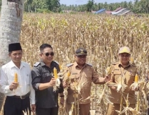 Panen Jagung di Wajok Hilir, Wabup Pagi Minta Petani Melek Teknologi