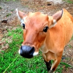 Tidak Ditemukan Hewan Ternak Positif Terinfeksi PMK di Sintang