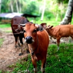 Sintang Stok 600 Ekor Sapi, Kondisinya Sehat dan Layak jadi Hewan Kurban