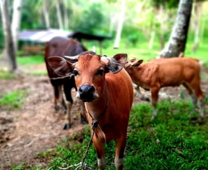 Sintang Stok 600 Ekor Sapi, Kondisinya Sehat dan Layak jadi Hewan Kurban