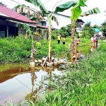 Aksi Warga Tanam Pohon Pisang di Jalan Cadika, Dewan Desak Pemerintah Perbaiki!