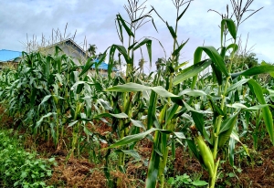 Wabup Minta Petani Mempawah Berinovasi