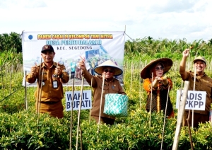 Kelompok Tani Mitra Panen Cabai Hijau ke-5 Kalinya