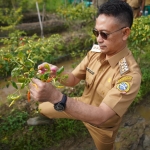 Edi Panen Cabai Poktan Al Murabbi