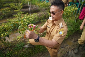 Edi Panen Cabai Poktan Al Murabbi