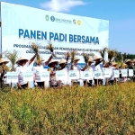 Pj Bupati Ismail Dampingi Pj Gubernur Kalbar Panen Padi Bersama di Desa Peniraman