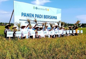 Pj Bupati Ismail Dampingi Pj Gubernur Kalbar Panen Padi Bersama di Desa Peniraman