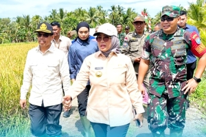 Panen Raya Serentak: Bupati Erlina dan Dandim 1201 Turun ke Sawah, Presiden Prabowo Pimpin Secara Virtual