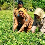 Panen Cabai Rawit, Bupati Erlina Dorong Produktivitas dan Tekan Inflasi