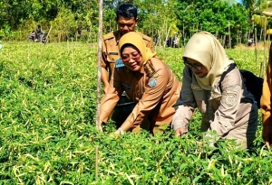 Panen Cabai Rawit, Bupati Erlina Dorong Produktivitas dan Tekan Inflasi