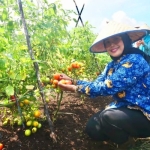 Panen Tomat Tiga Ton, Bupati Erlina Puji Petani Milenial Segedong