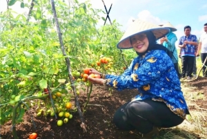 Panen Tomat Tiga Ton, Bupati Erlina Puji Petani Milenial Segedong