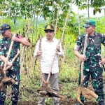 Sekda Ismail Panen Singkong Bersama Forkopimda di Toho Ilir