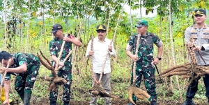 Sekda Ismail Panen Singkong Bersama Forkopimda di Toho Ilir