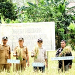 Panen Perdana Padi di Desa Tanjung Balai, Distanbun Sintang Apresiasi Kerja Keras Petani
