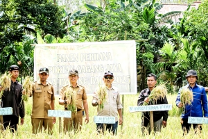 Panen Perdana Padi di Desa Tanjung Balai, Distanbun Sintang Apresiasi Kerja Keras Petani