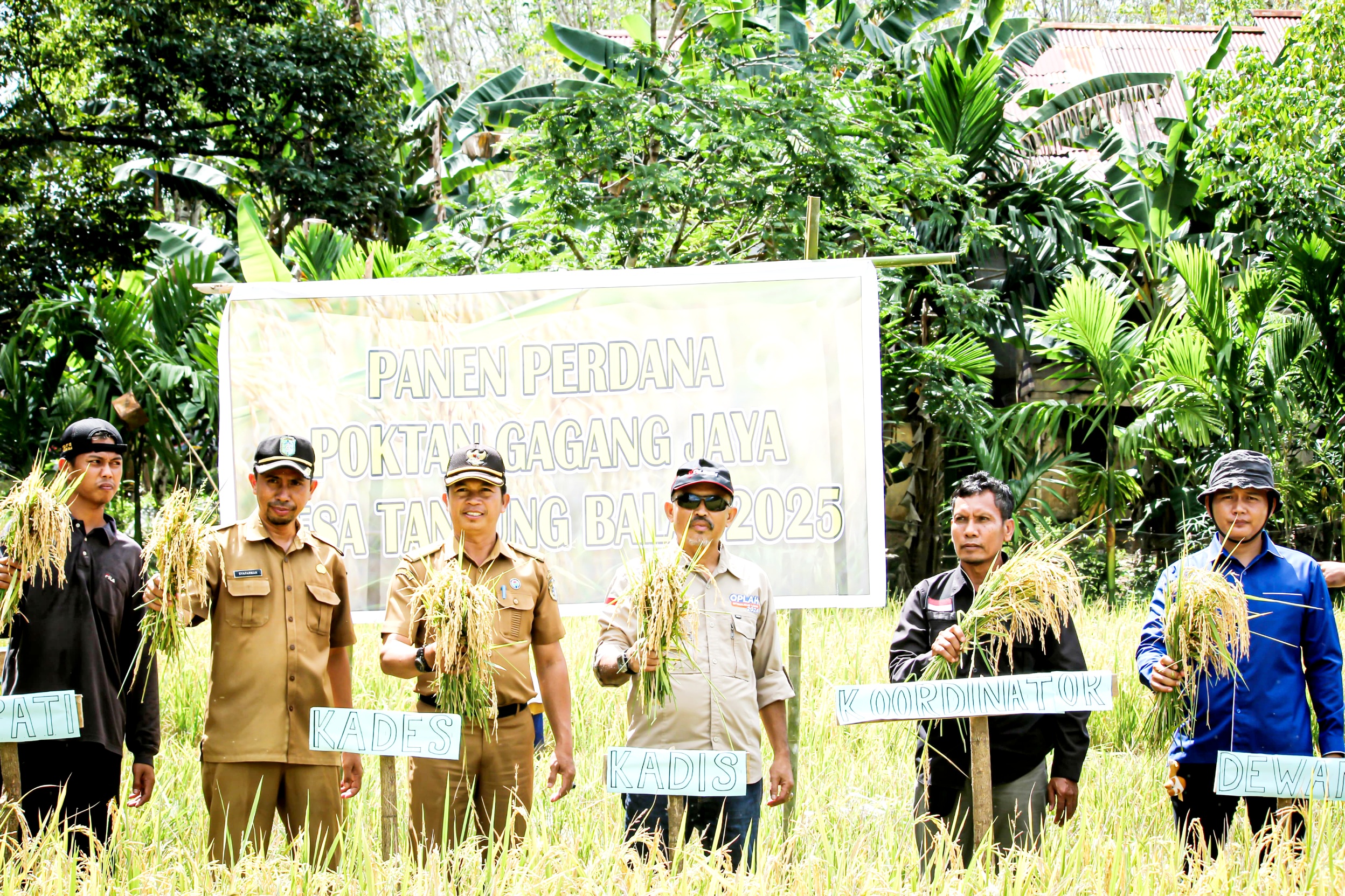 Panen Perdana Padi di Desa Tanjung Balai, Distanbun Sintang Apresiasi Kerja Keras Petani