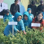 Bupati Mempawah Panen dan Tanam Cabai di Segedong
