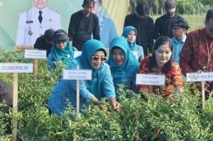 Bupati Mempawah Panen dan Tanam Cabai di Segedong