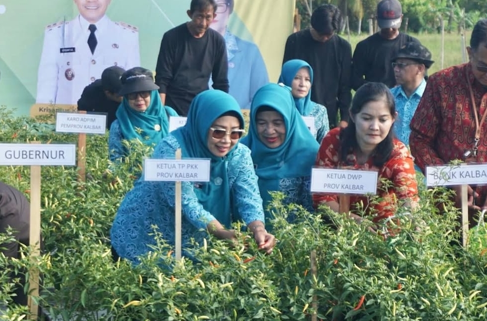 Bupati Mempawah Panen dan Tanam Cabai di Segedong