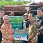 Idul Adha 2025, Umat Islam di Sintang Terima 9 Ekor Sapi Kurban dari Pemkab dan Presiden Prabowo Subianto