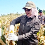 Dukung Swasembada Pangan, Mempawah Panen Jagung Serentak