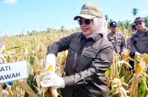 Dukung Swasembada Pangan, Mempawah Panen Jagung Serentak