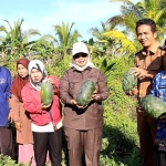 Tekan Inflasi, Bupati Mempawah Panen Cabai dan Semangka di Jongkat