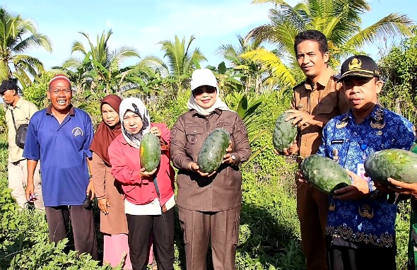 Tekan Inflasi, Bupati Mempawah Panen Cabai dan Semangka di Jongkat