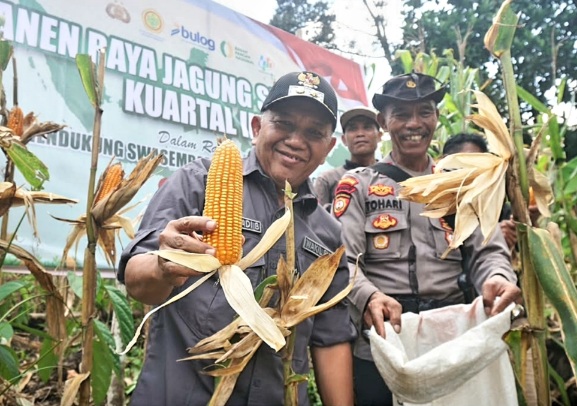 Wabup Juli Dorong Swasembada Pangan Lewat Panen Raya Jagung di Toho