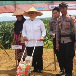 Bupati Erlina Dukung Ketahanan Pangan Lewat Gerakan Tanam Jagung Serentak di Mempawah