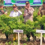Panen Cabai Serentak KUPONWAH Dorong Stabilitas Harga Pangan
