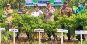 Panen Cabai Serentak KUPONWAH Dorong Stabilitas Harga Pangan