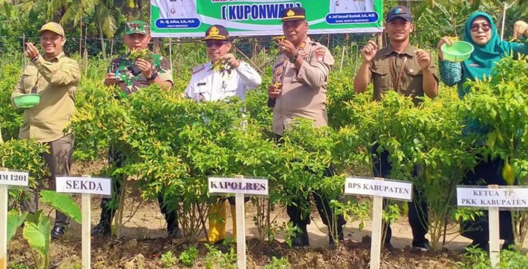Panen Cabai Serentak KUPONWAH Dorong Stabilitas Harga Pangan