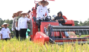 Mempawah jadi Pusat Panen Raya Kalbar, Prabowo Umumkan Swasembada Pangan Nasional