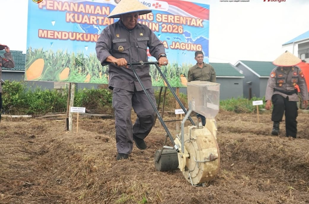 Wabup Juli Suryadi Dukung Penanaman Jagung Serentak di Antibar, Perkuat Ketahanan Pangan