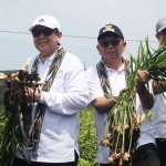 Bidik Pasar Ekspor Malaysia, Pemkab Mempawah Kembangkan Jahe Gajah Bersama PLN