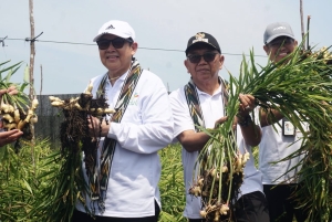 Bidik Pasar Ekspor Malaysia, Pemkab Mempawah Kembangkan Jahe Gajah Bersama PLN